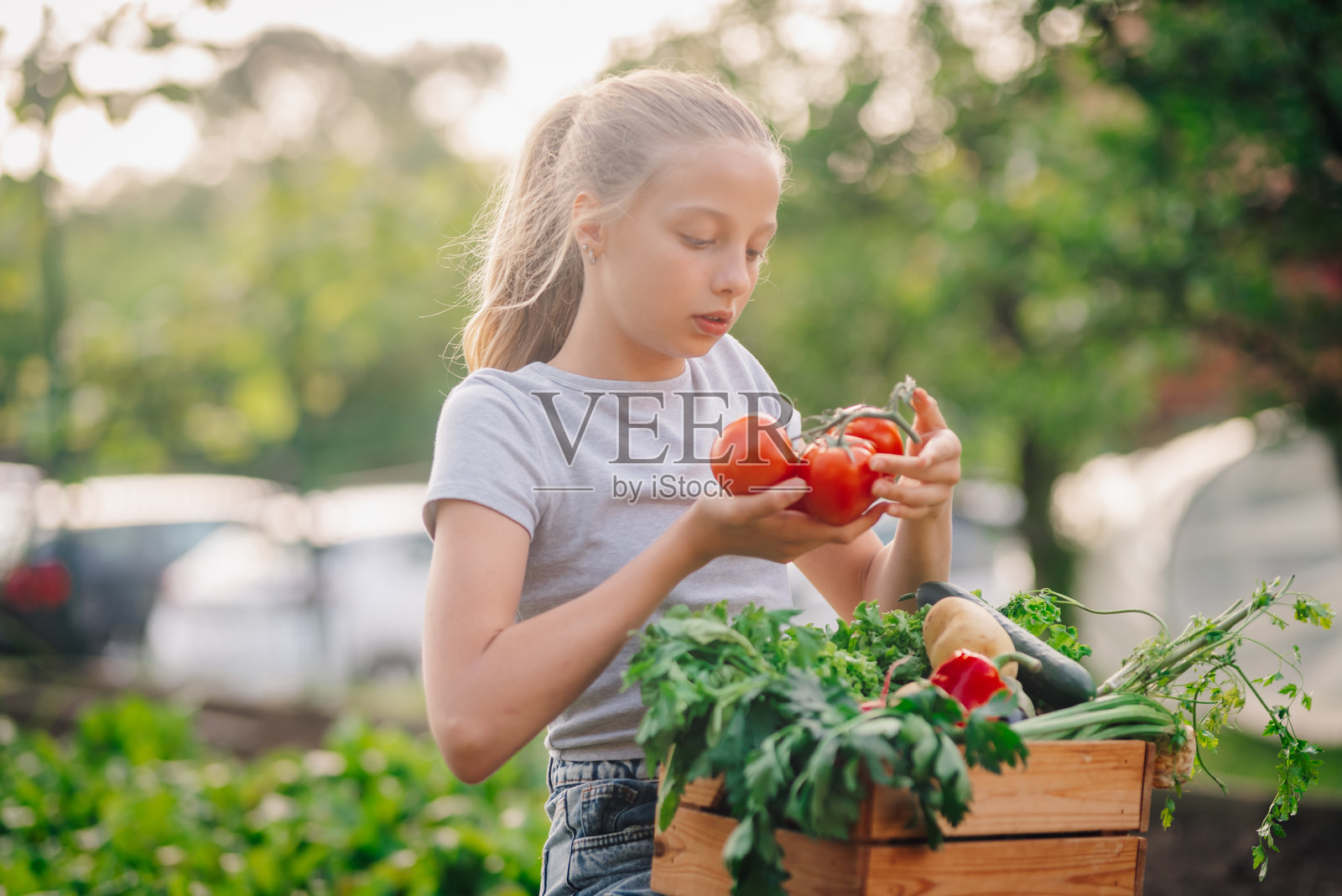 年轻的农女在果园里手持新鲜采摘的番茄照片摄影图片