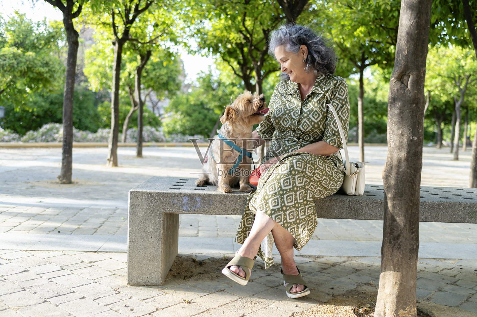 退休女性坐在公园长椅上，温柔地看着她的狗。照片摄影图片