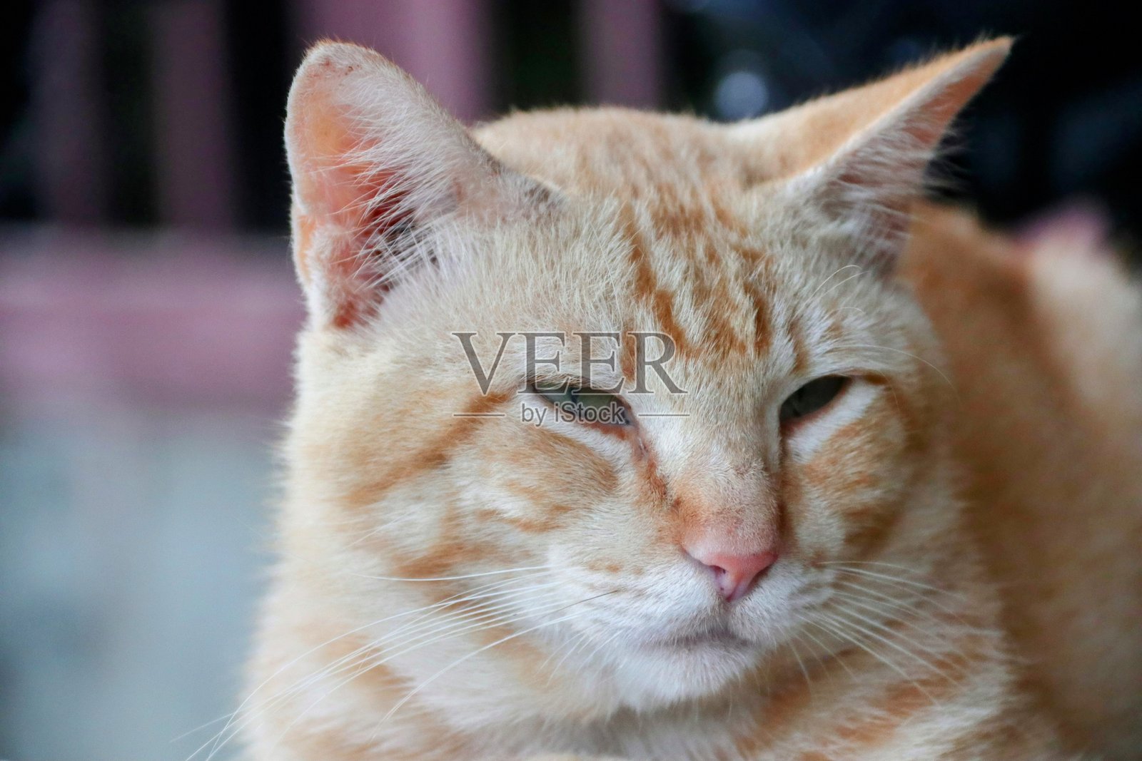 橙色雄性亚洲猫的特写镜头照片摄影图片