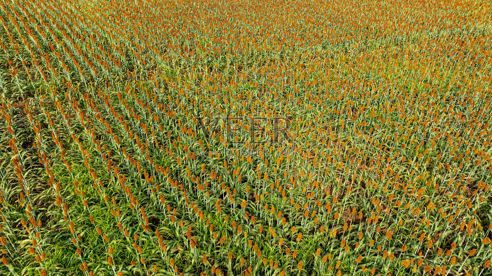 高空视角的高粱种植园照片摄影图片