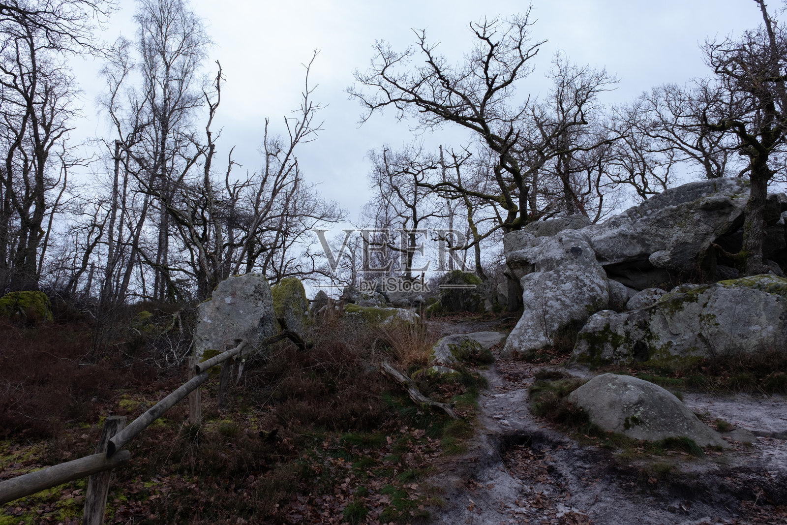 岩石森林照片摄影图片