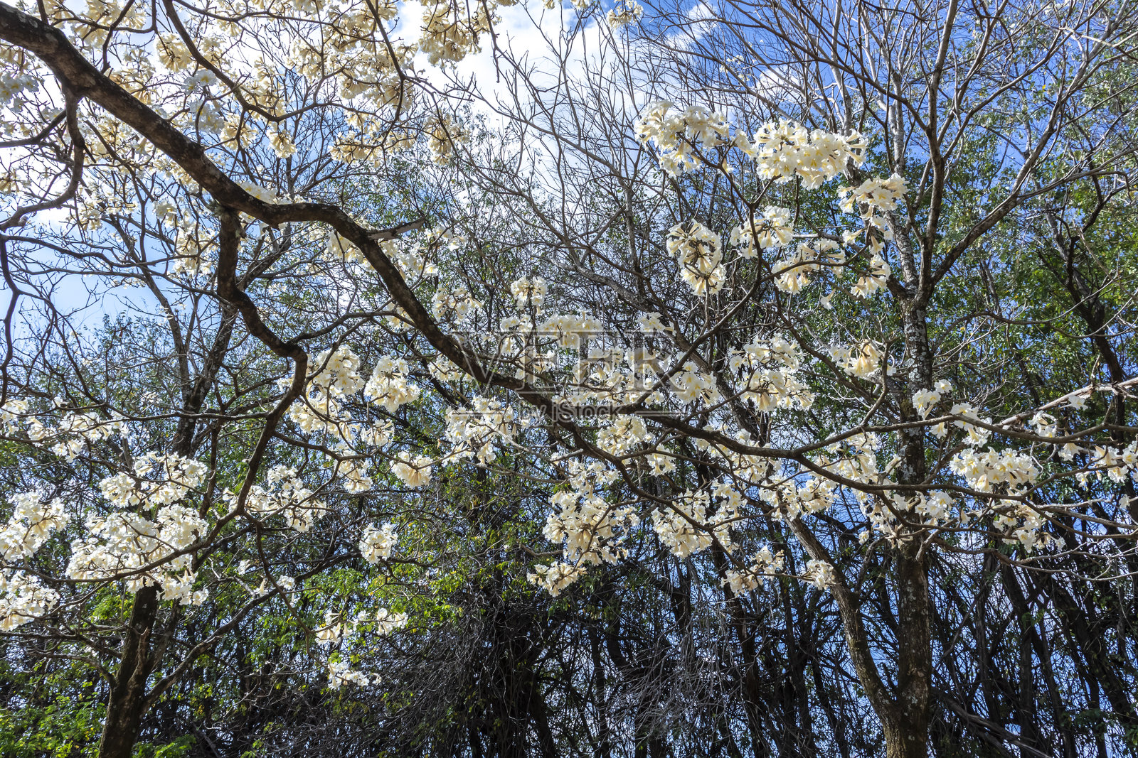 巴西的白色伊佩斯花树林照片摄影图片