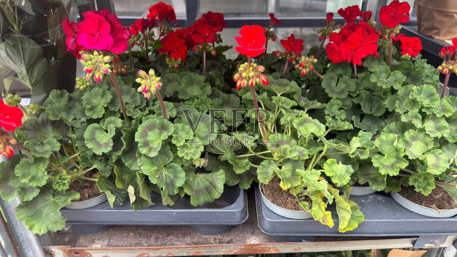 特写红色天竺葵花朵。花苗照片摄影图片