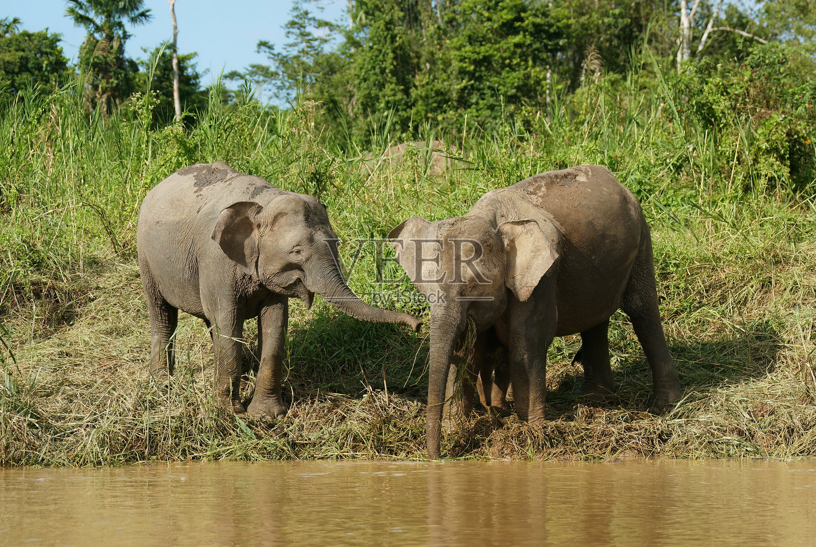 婆罗洲侏儒象（Elephas maximus borneensis）在东马来西亚的基纳巴塘河，婆罗洲岛上照片摄影图片