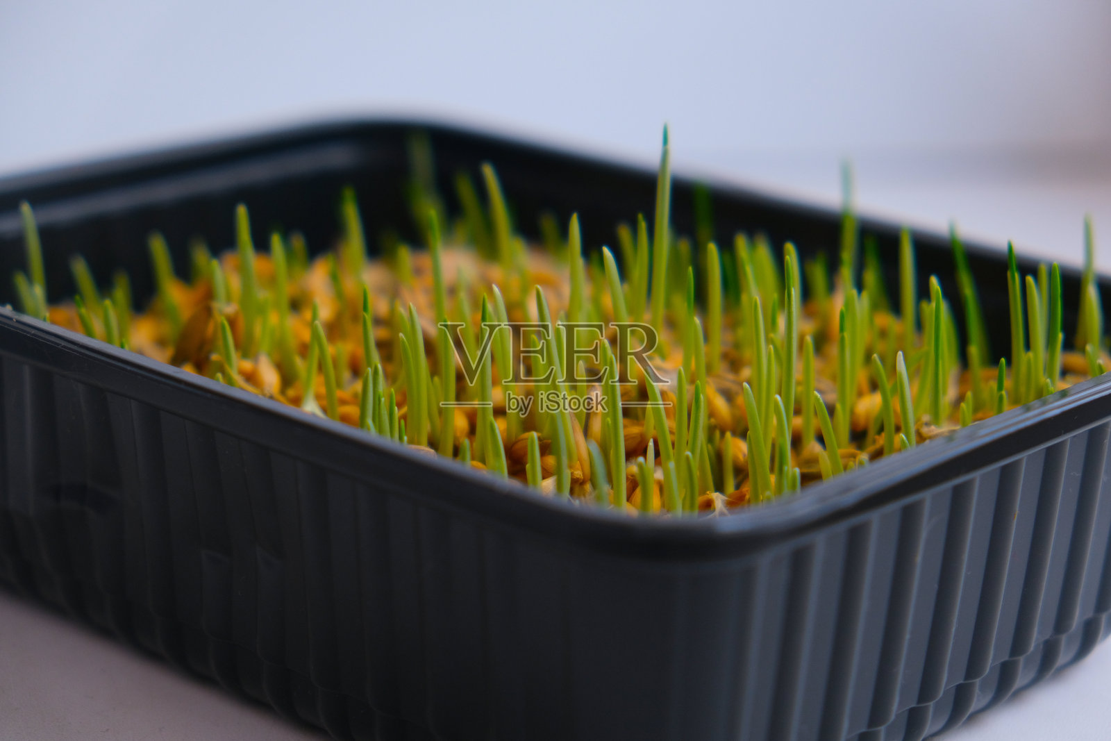 一套种子、谷物、黄麻垫和塑料容器。用于种植的发芽燕麦黄麻垫。动物食品补充剂，用于支持治疗胃中的毛团。照片摄影图片