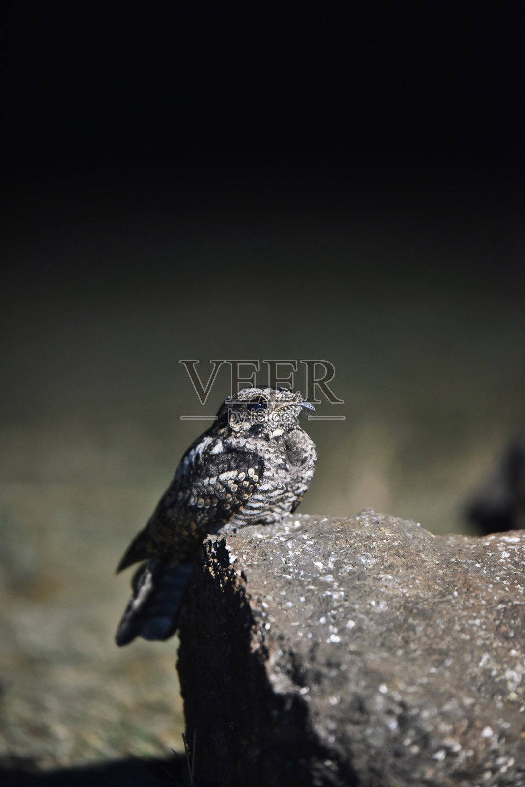 印度夜鹰在夜间聚光灯下栖息在岩石上照片摄影图片