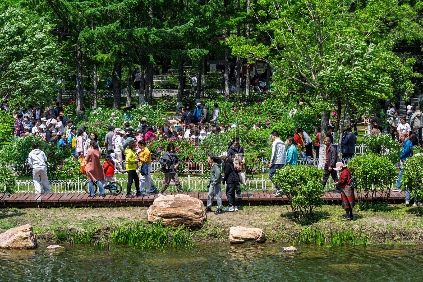中国长春：牡丹园牡丹盛开，受欢迎程度高照片摄影图片