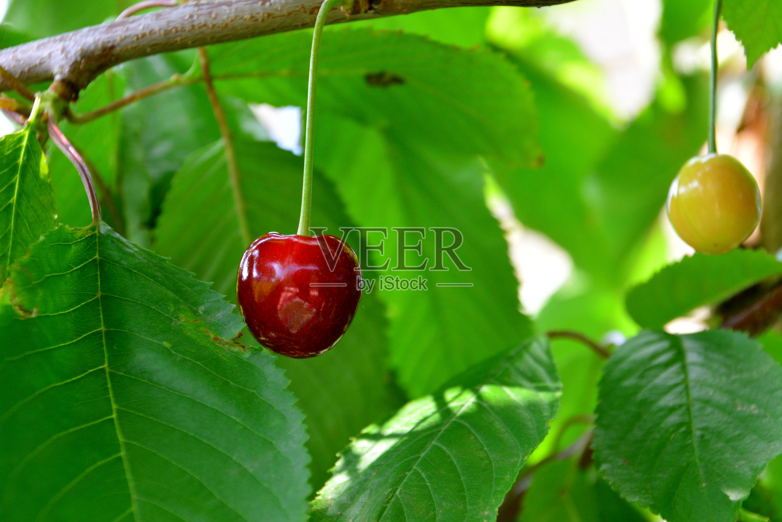 成熟樱桃特写挂在树枝上照片摄影图片