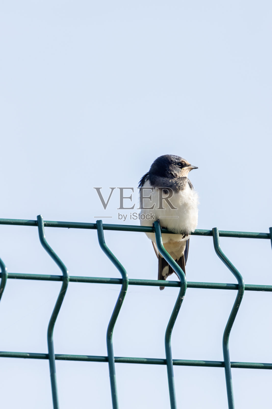 燕子（Hirundo rustica）– 常见于北半球开放栖息地照片摄影图片