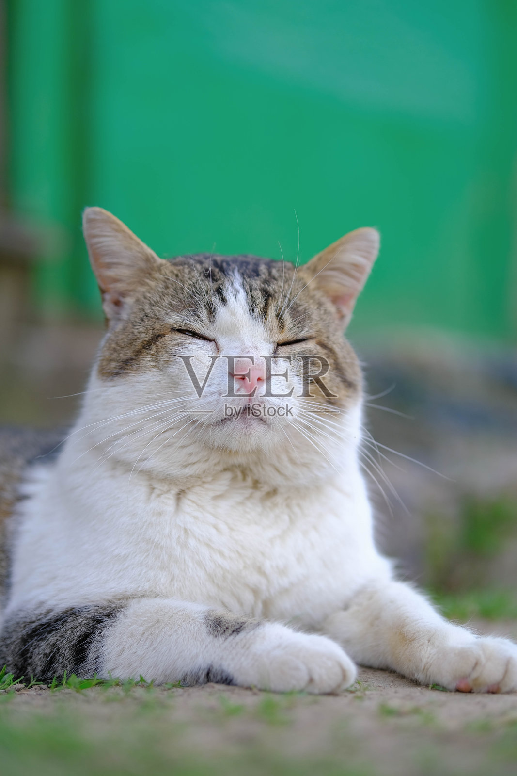 一只安静的虎斑猫，闭着眼睛，安详地在户外的绿色背景下休息。照片摄影图片