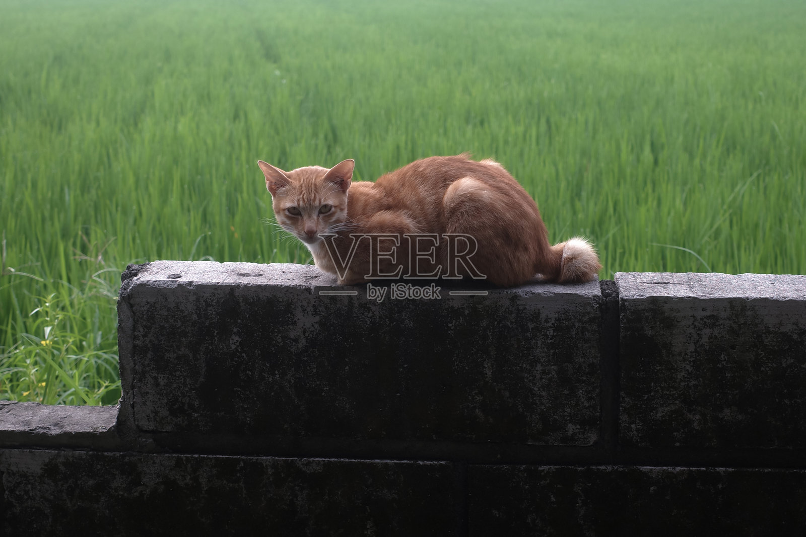 猫照片摄影图片