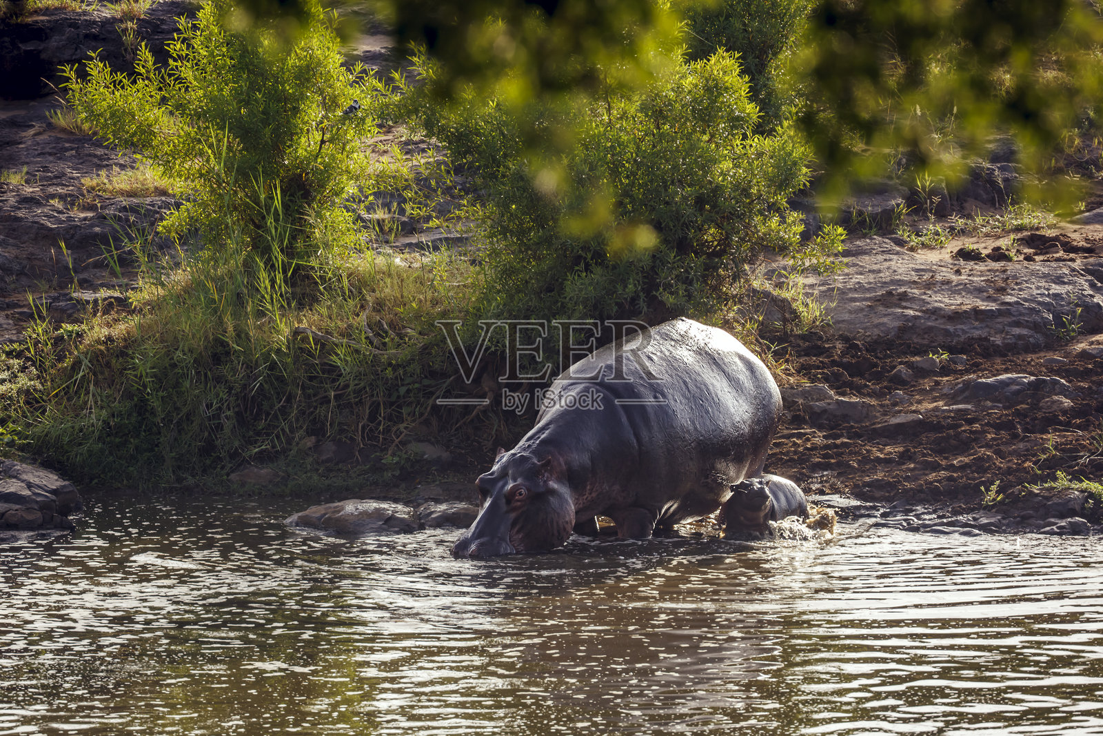 南非大克鲁格国家公园的河马照片摄影图片