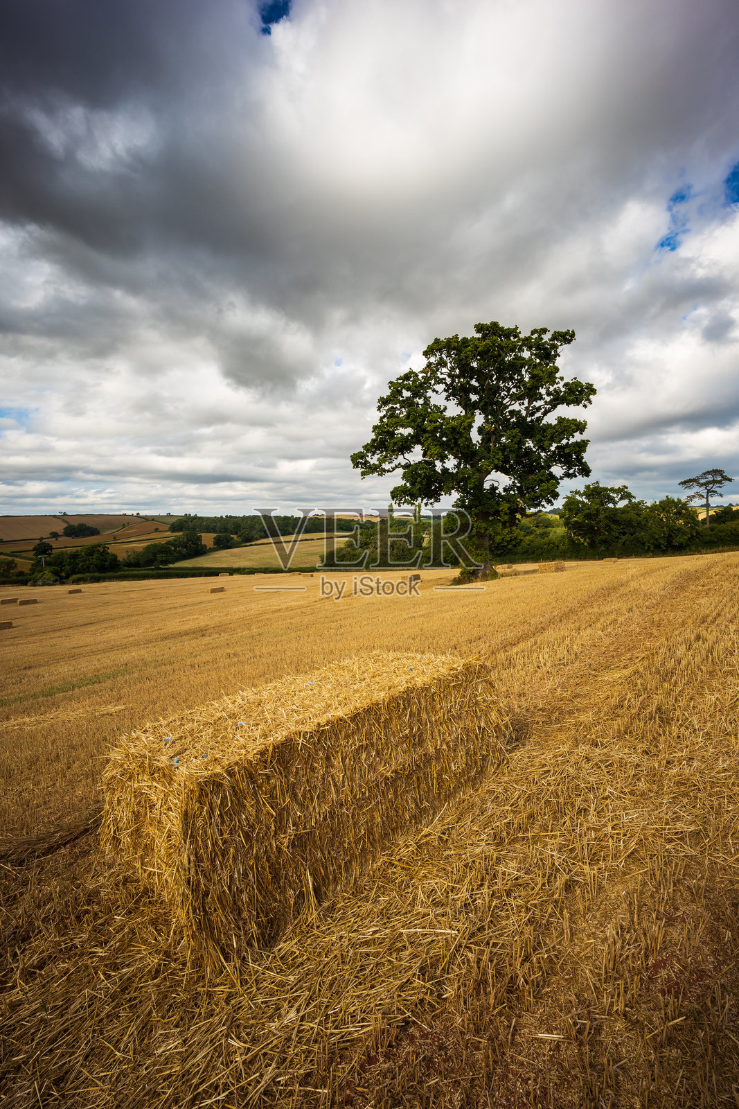 草垛和一棵橡树照片摄影图片