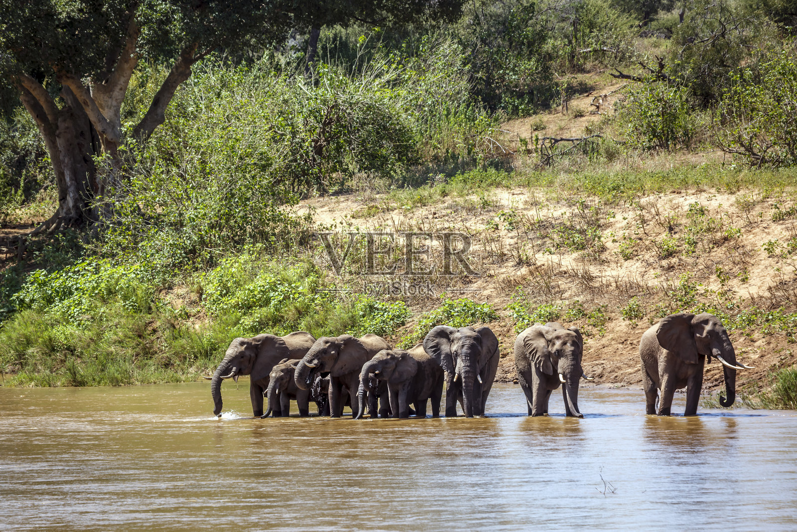 南非克鲁格国家公园的非洲草原大象照片摄影图片