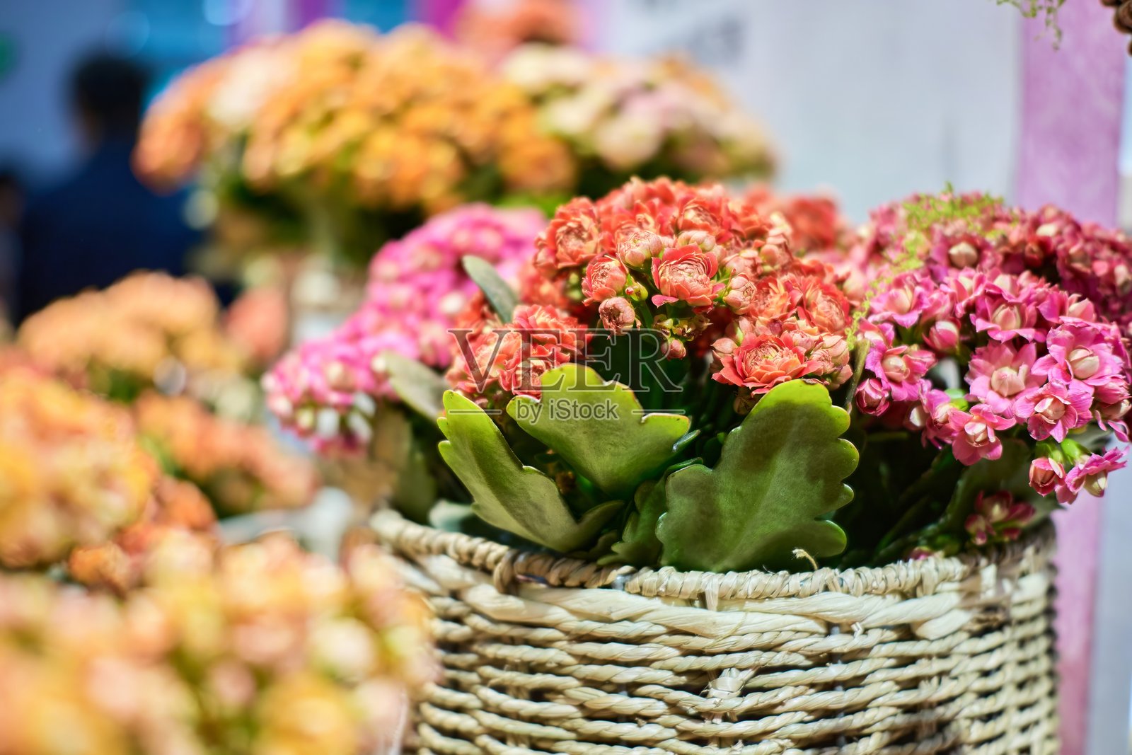 五彩缤纷的伽蓝菜花朵在编织篮子中的花卉静物照片摄影图片