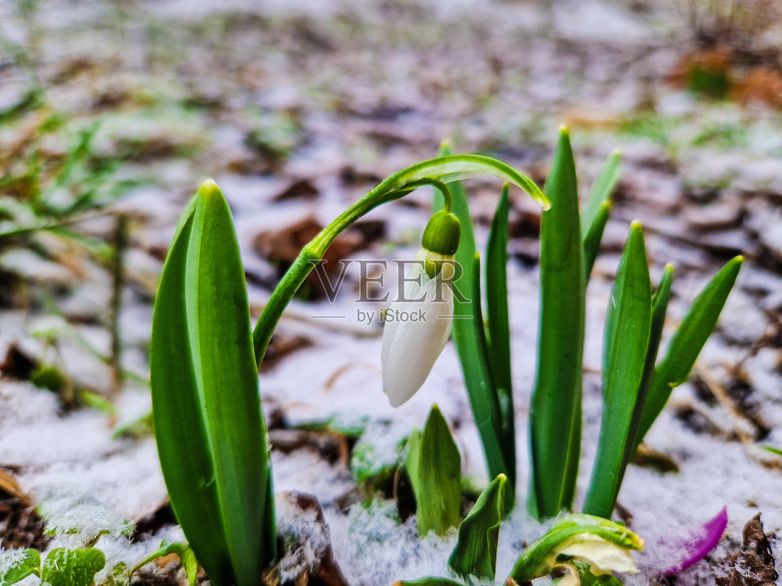 雪花莲照片摄影图片