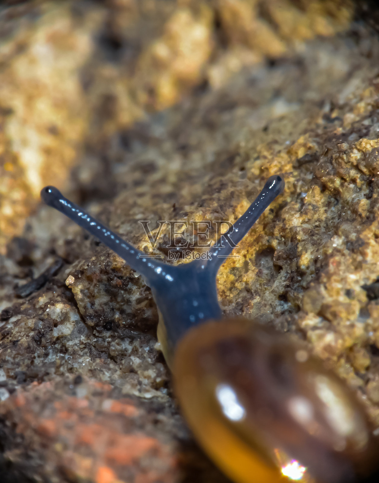 一只小蜗牛在地面上爬行。微距摄影照片摄影图片