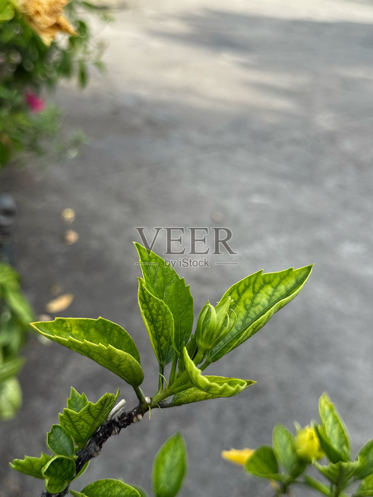 越南，芽庄 - 黄色花蕾正在绽放。木槿，中华木槿在公园中生长。美丽的花瓣和叶子，植物的特写镜头。花朵作为礼物。照片摄影图片