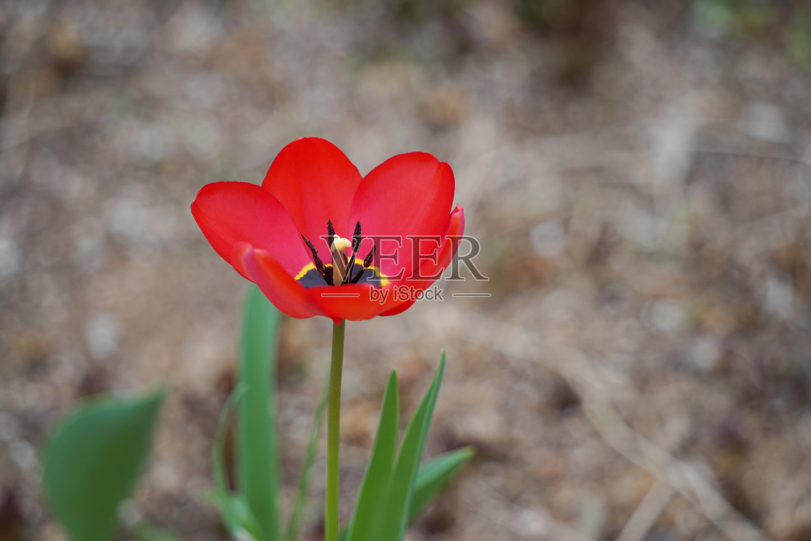红色郁金香花的特写镜头照片摄影图片