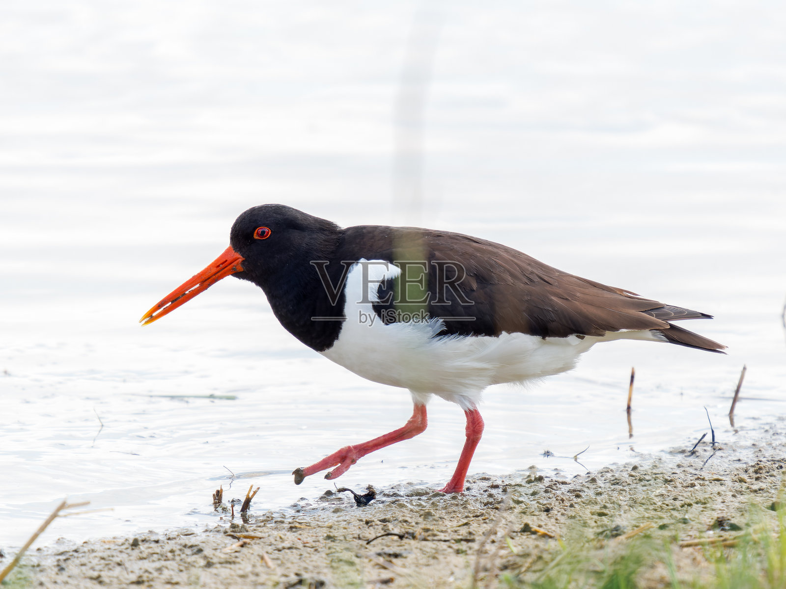 欧亚鸻（Haematopus ostralegus）在水边觅食照片摄影图片