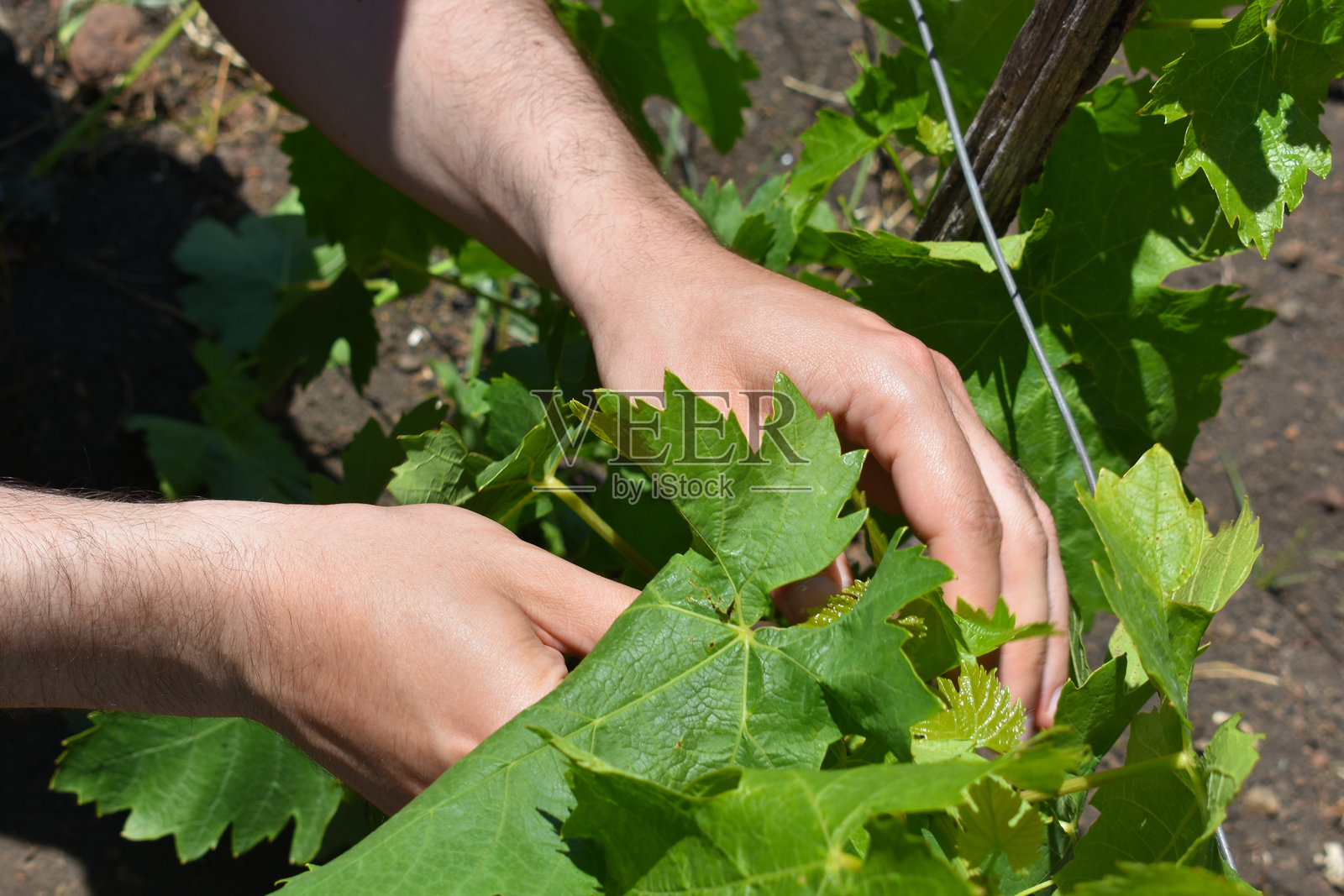 一个人正在照料葡萄灌木，修剪和捏合葡萄。春末夏初，葡萄藤的花蕾和嫩叶，农业自然背景。照片摄影图片