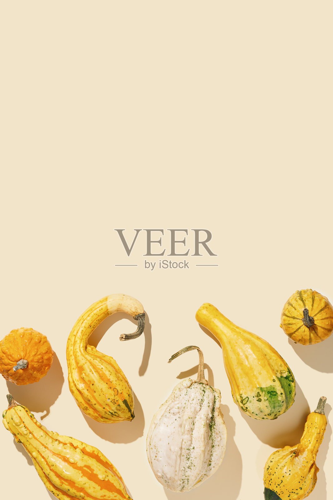 不同形状和颜色的南瓜、葫芦、 squash 和 patissons 的俯视背景，留有空白空间。秋季平铺构图，搭配装饰性南瓜，极简风格，阳光趋势阴影。照片摄影图片