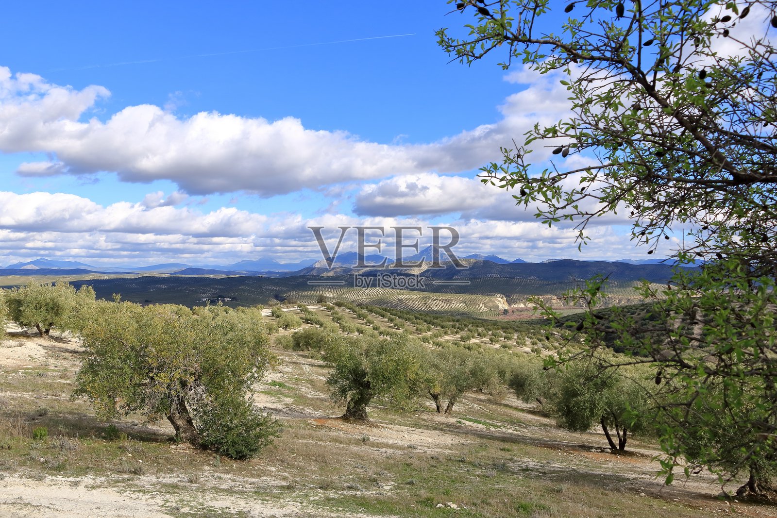 西班牙安达卢西亚的橄榄种植园照片摄影图片