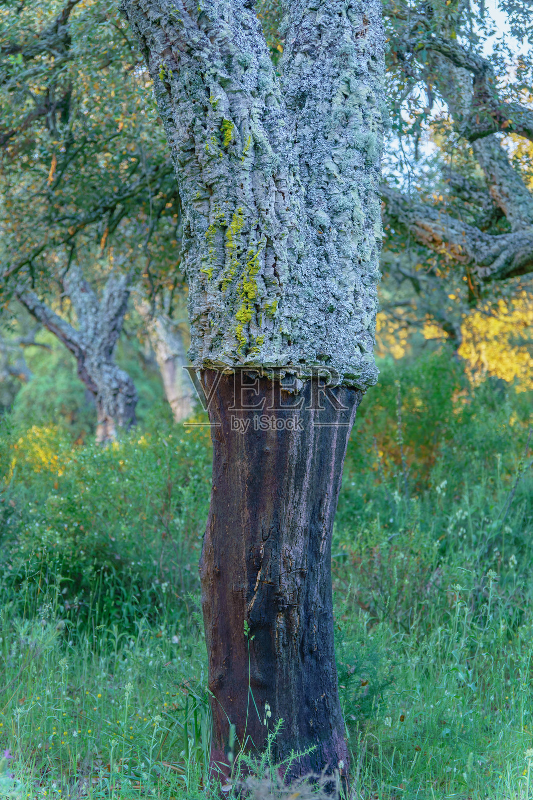 展示在森林中采伐树皮的橡树照片摄影图片
