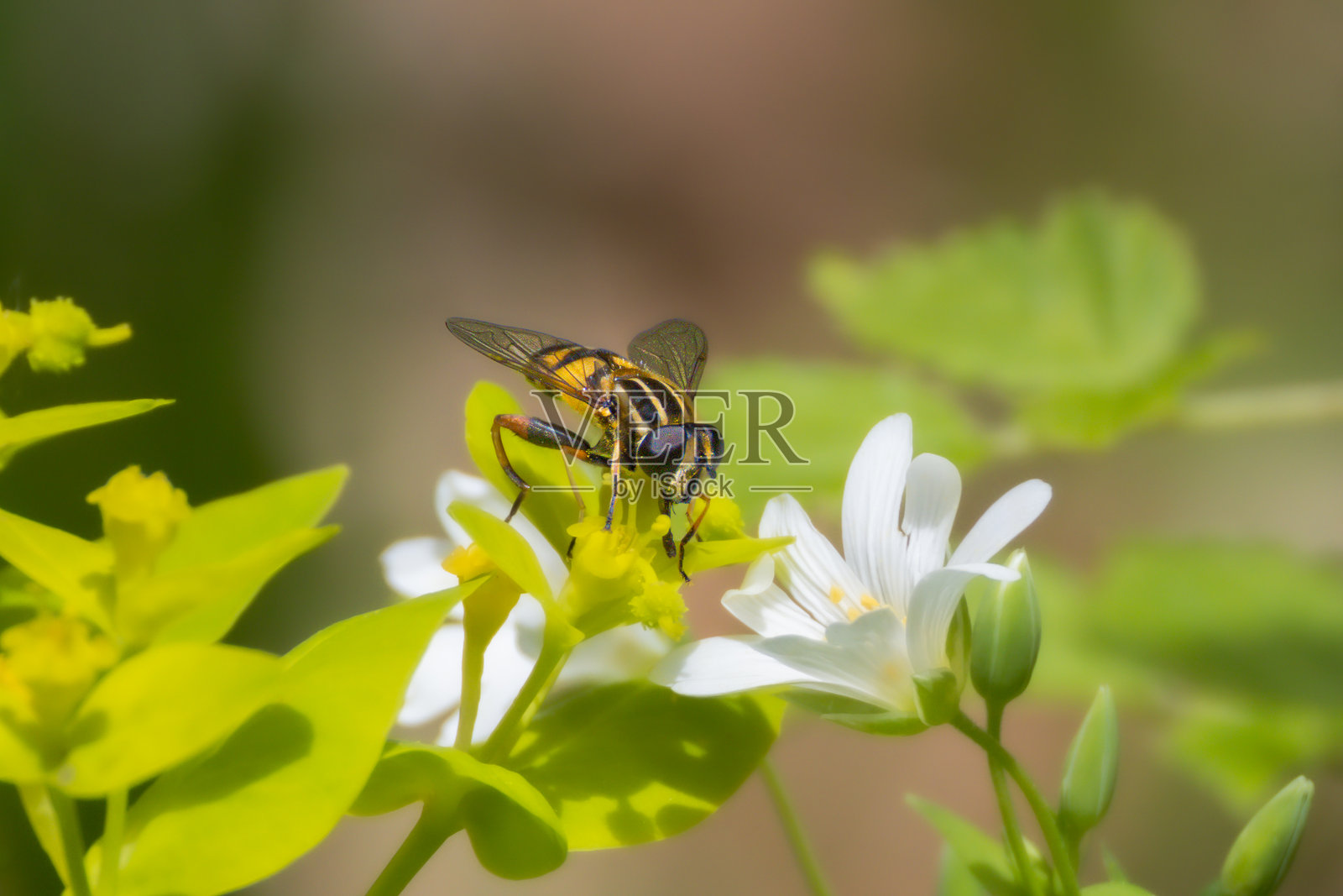 阳光苍蝇栖息在花朵上的特写镜头照片摄影图片
