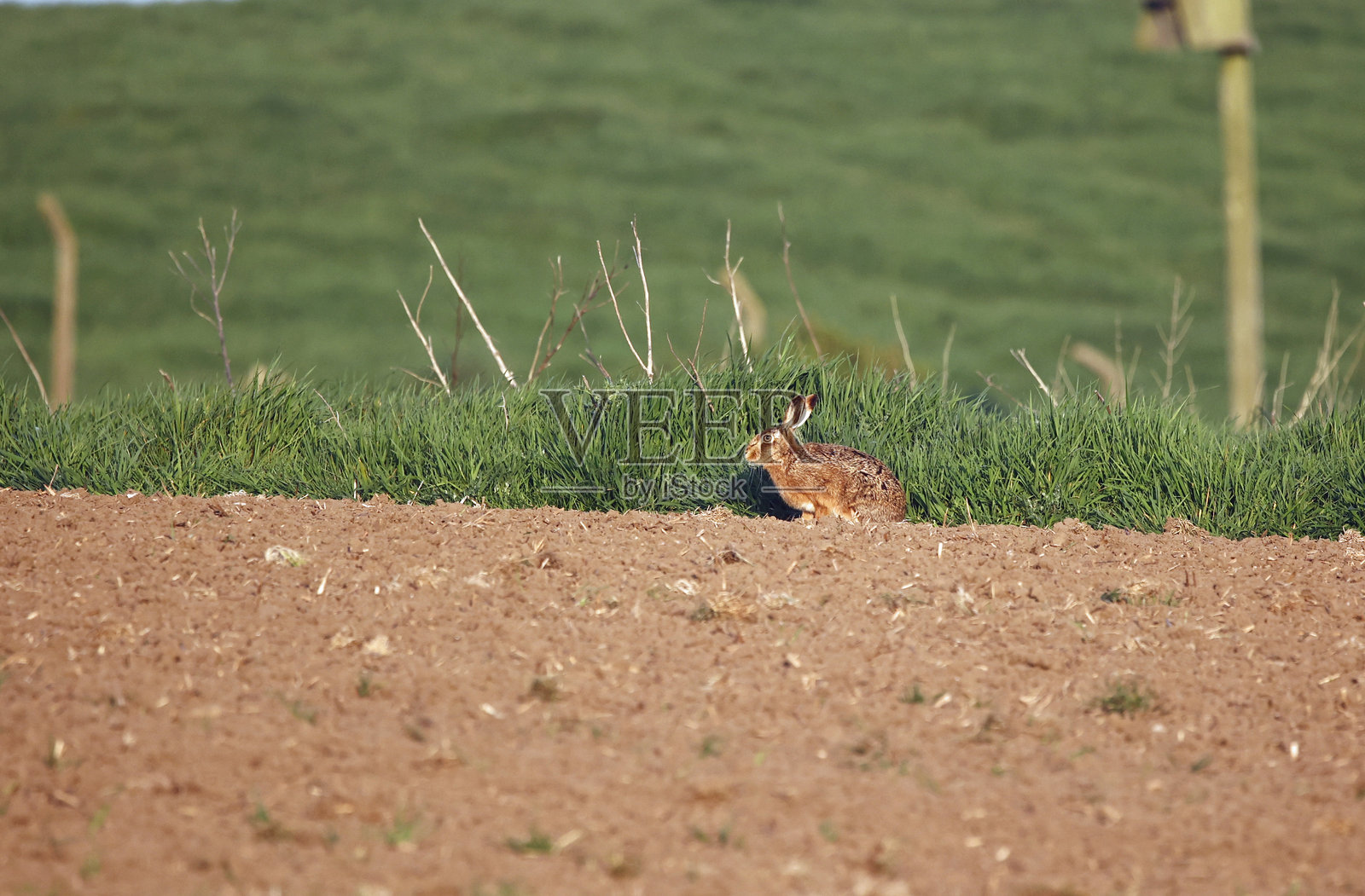棕色野兔在耕作过的田边照片摄影图片