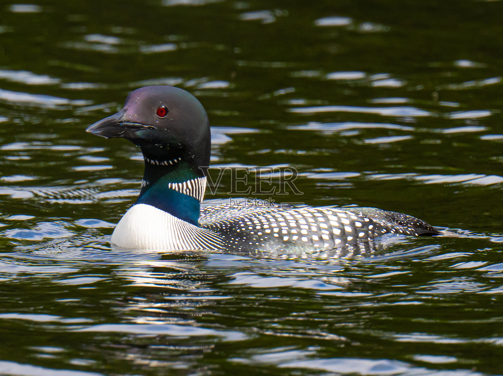 普通潜鸟肖像照片摄影图片