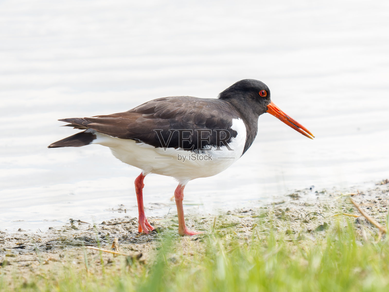 欧亚鸻（Haematopus ostralegus）在水边觅食照片摄影图片