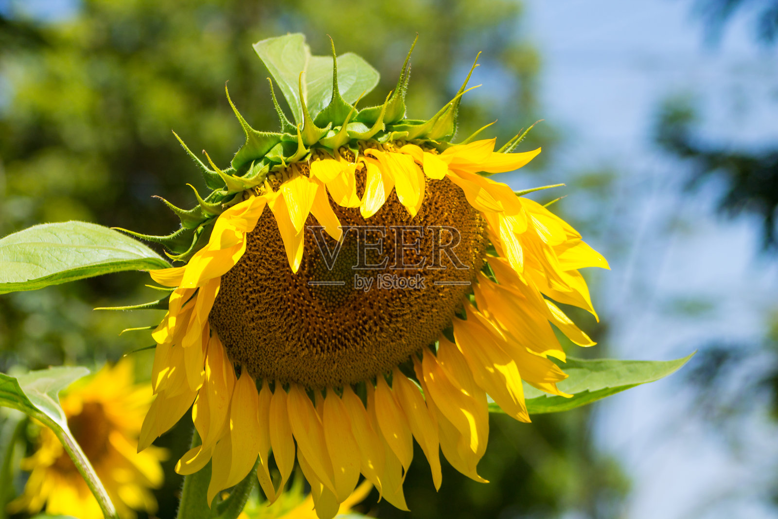 阳光明媚的日子里，向日葵在田野中盛开。照片摄影图片
