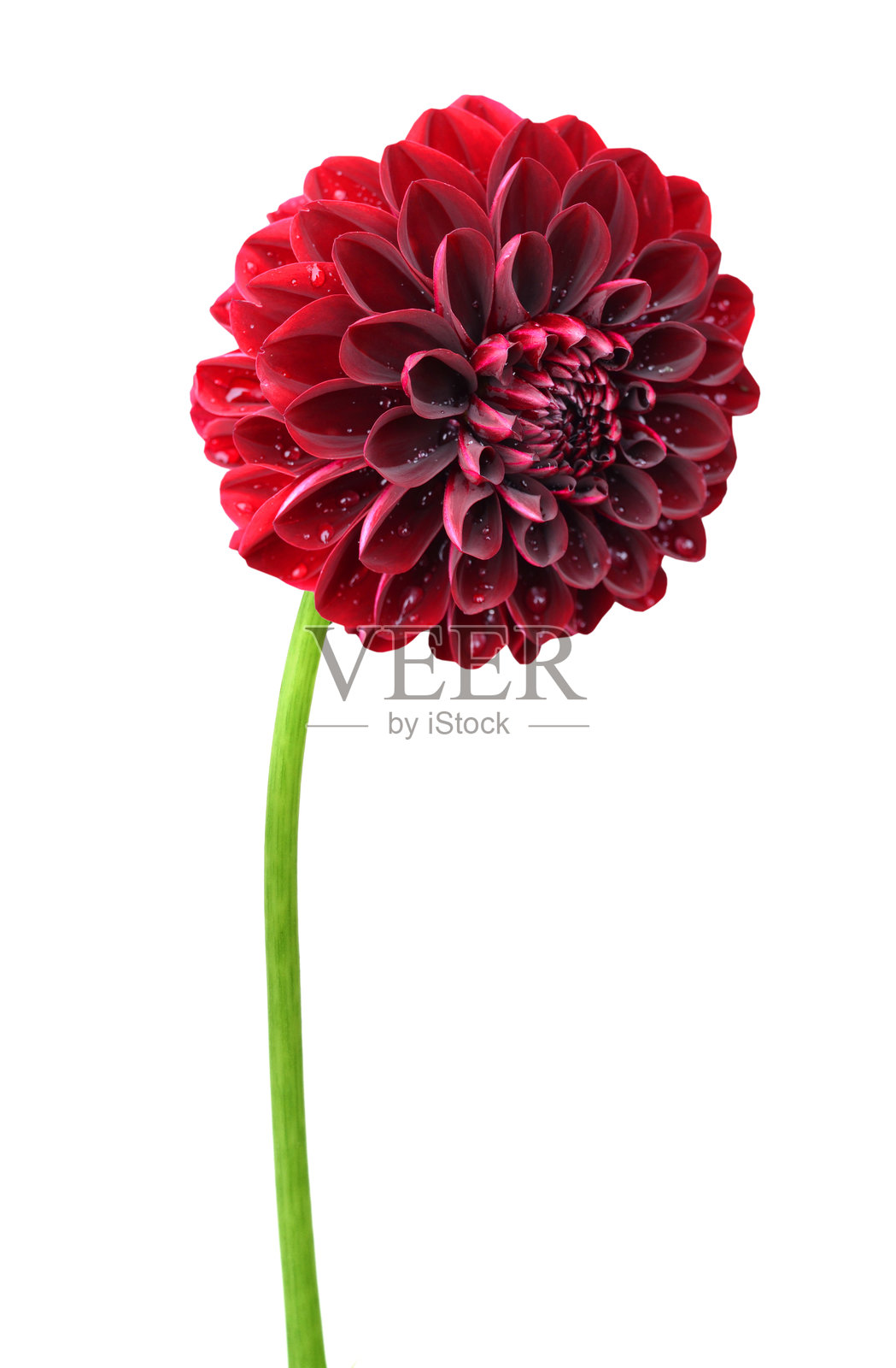 马诺阿大丽花枝照片摄影图片