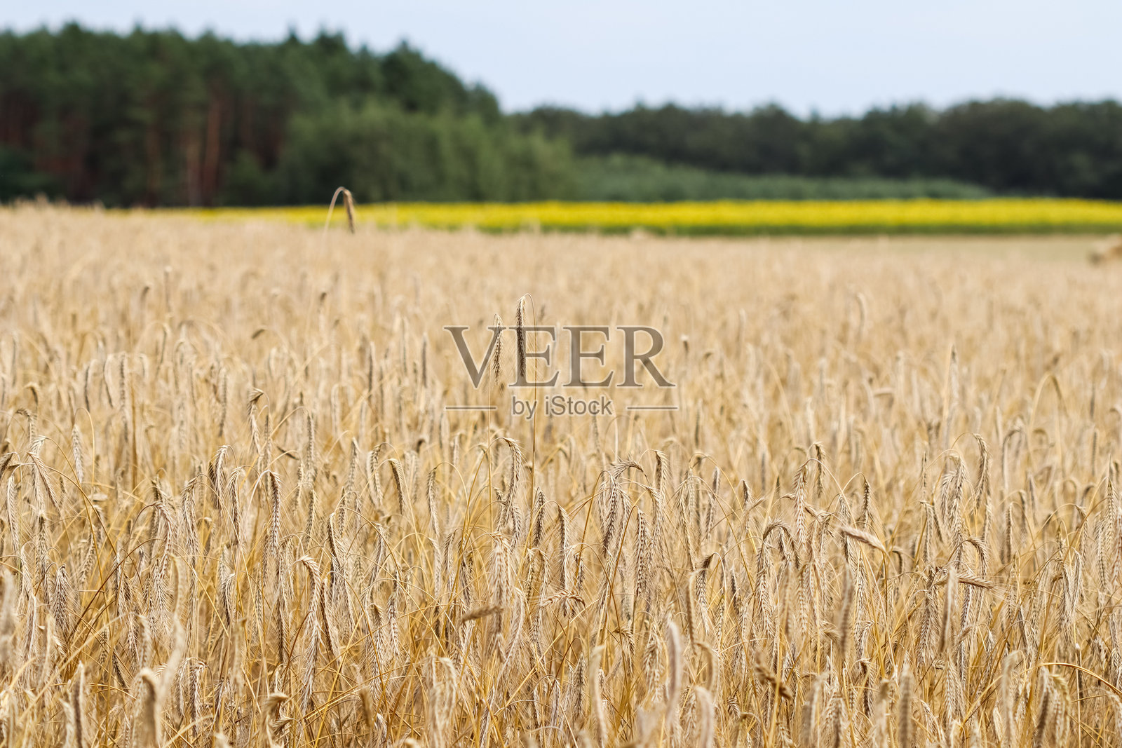 金色的麦田在明亮的天空下，远处是一排树木和一片黄色的田野，唤起农业和自然的主题。照片摄影图片