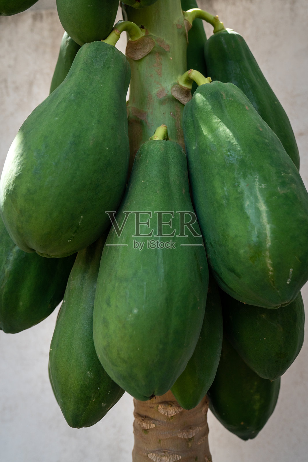 家园中的天然木瓜或马蒙果树照片摄影图片