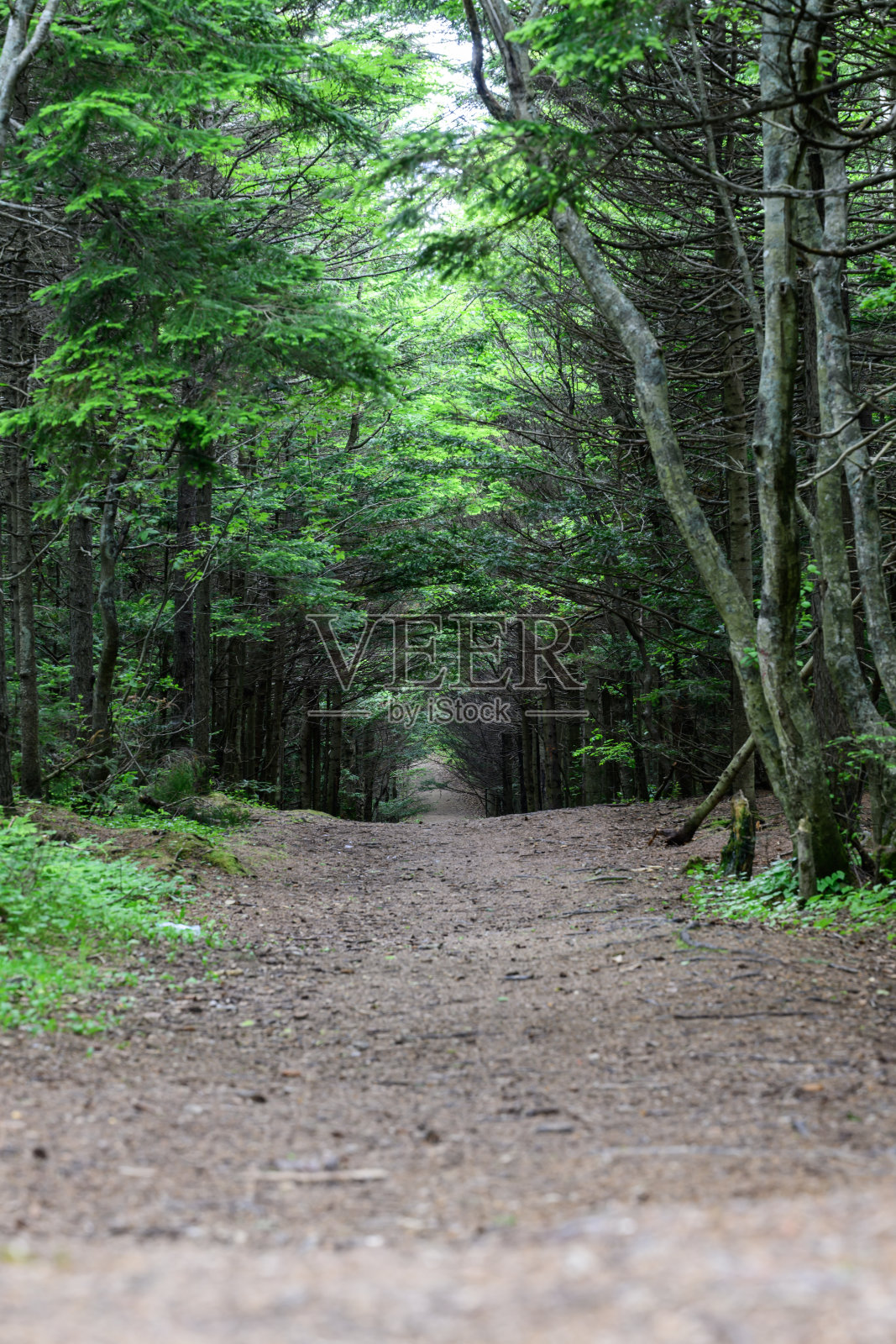 森林中的小径与树木照片摄影图片
