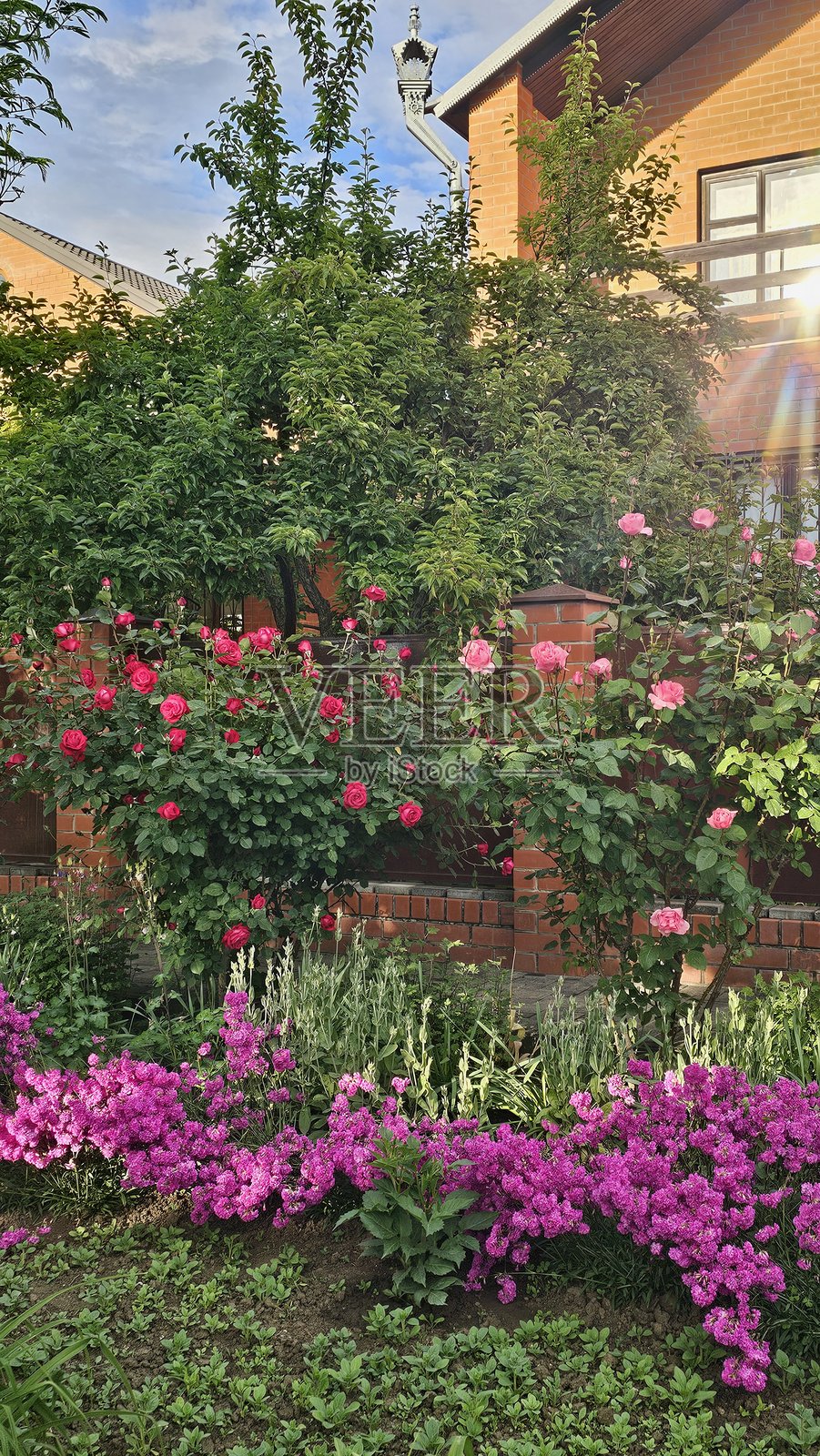 羽状石竹春之美。照片摄影图片