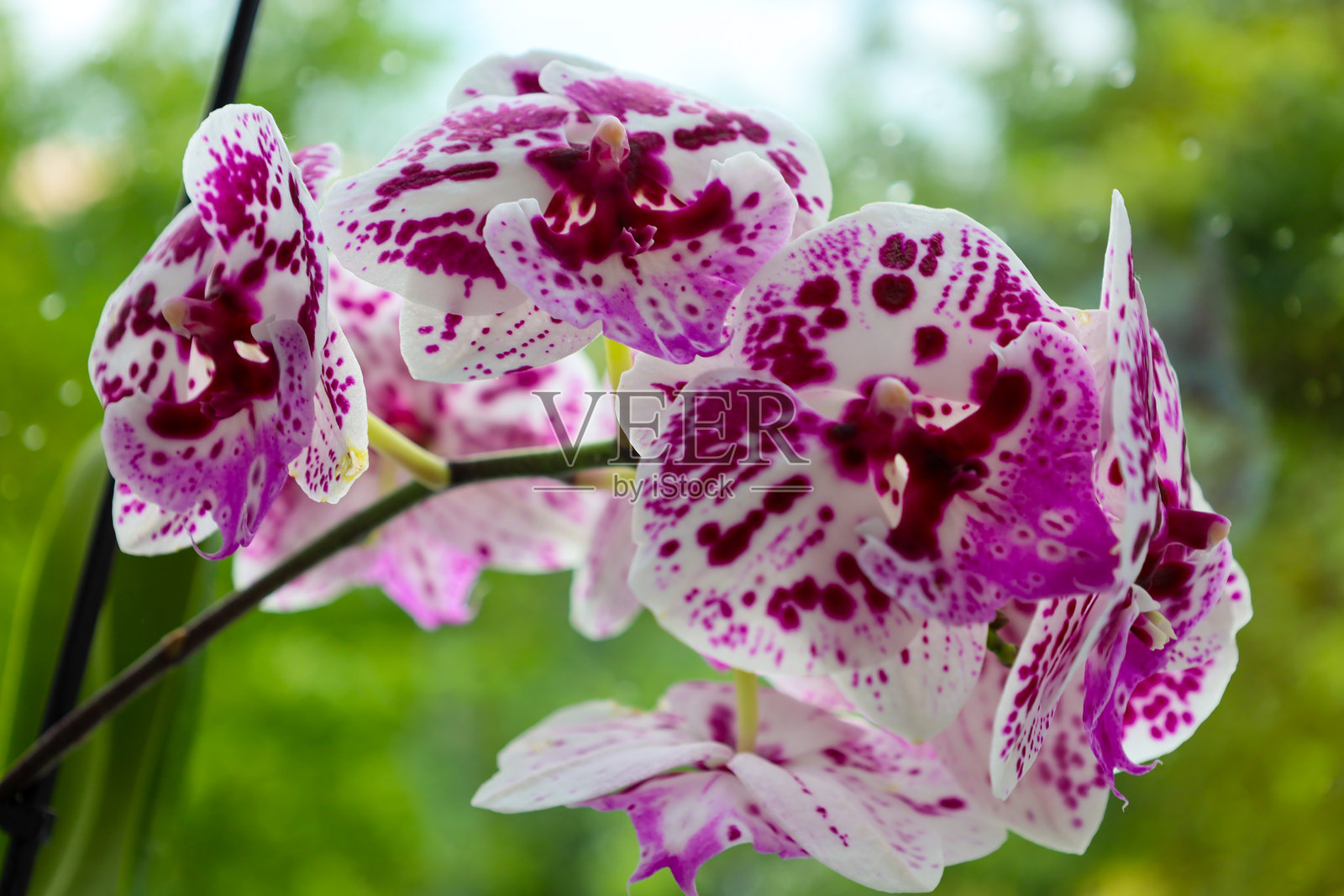 华丽的兰花以鲜艳的紫白色斑点为特色，营造出精致的点缀。细腻的花瓣和独特的花纹使每朵花都独一无二。照片摄影图片
