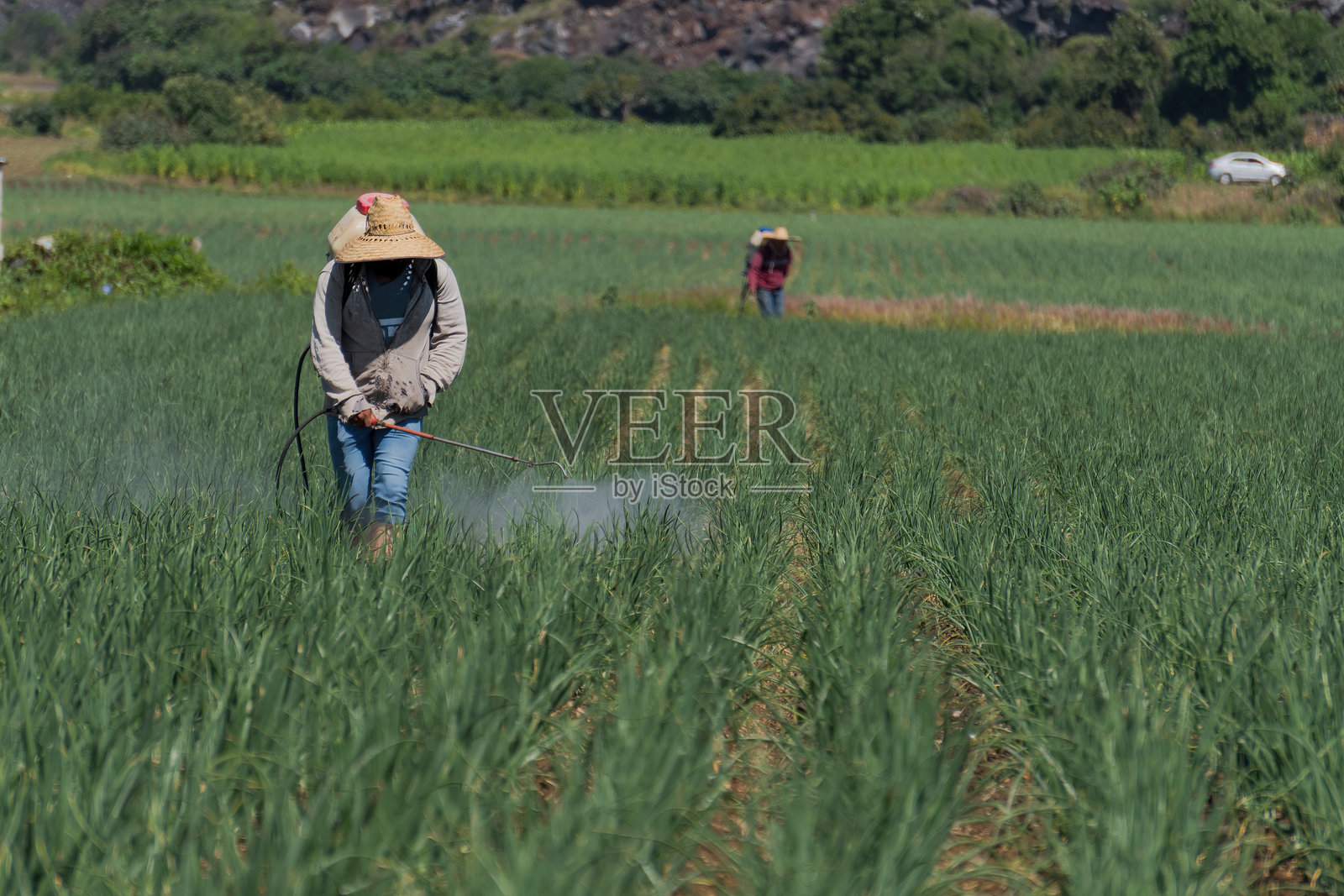墨西哥洋葱田里的农场工人喷洒杀真菌剂照片摄影图片