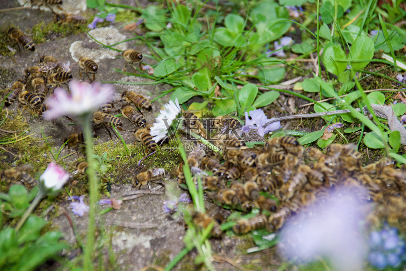 一群蜜蜂聚集在花园的地面上照片摄影图片