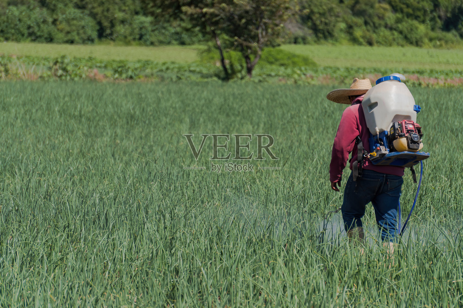 农民在墨西哥的洋葱作物上喷洒杀真菌剂照片摄影图片