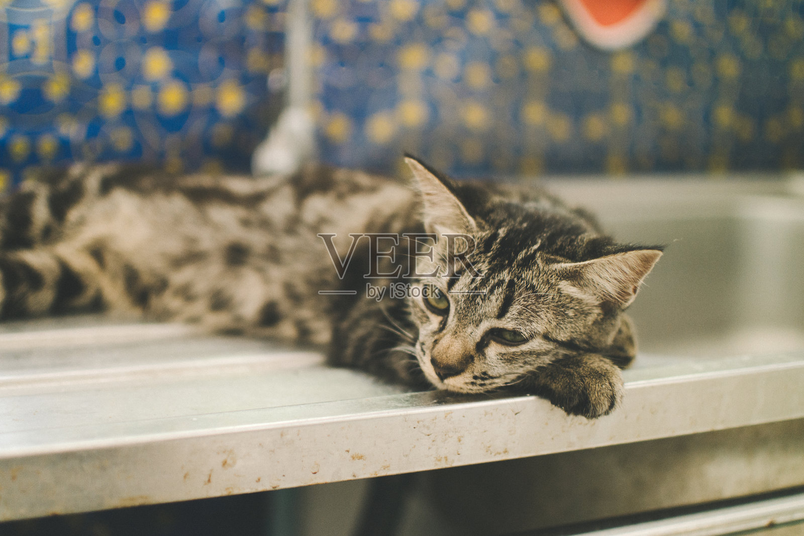 虎斑小猫照片摄影图片