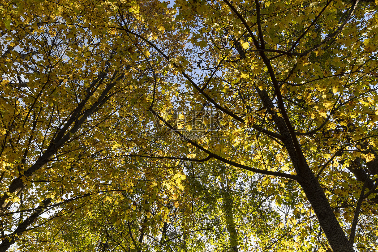 秋天的枫树叶子，阳光明媚的秋天里橙色的枫叶照片摄影图片