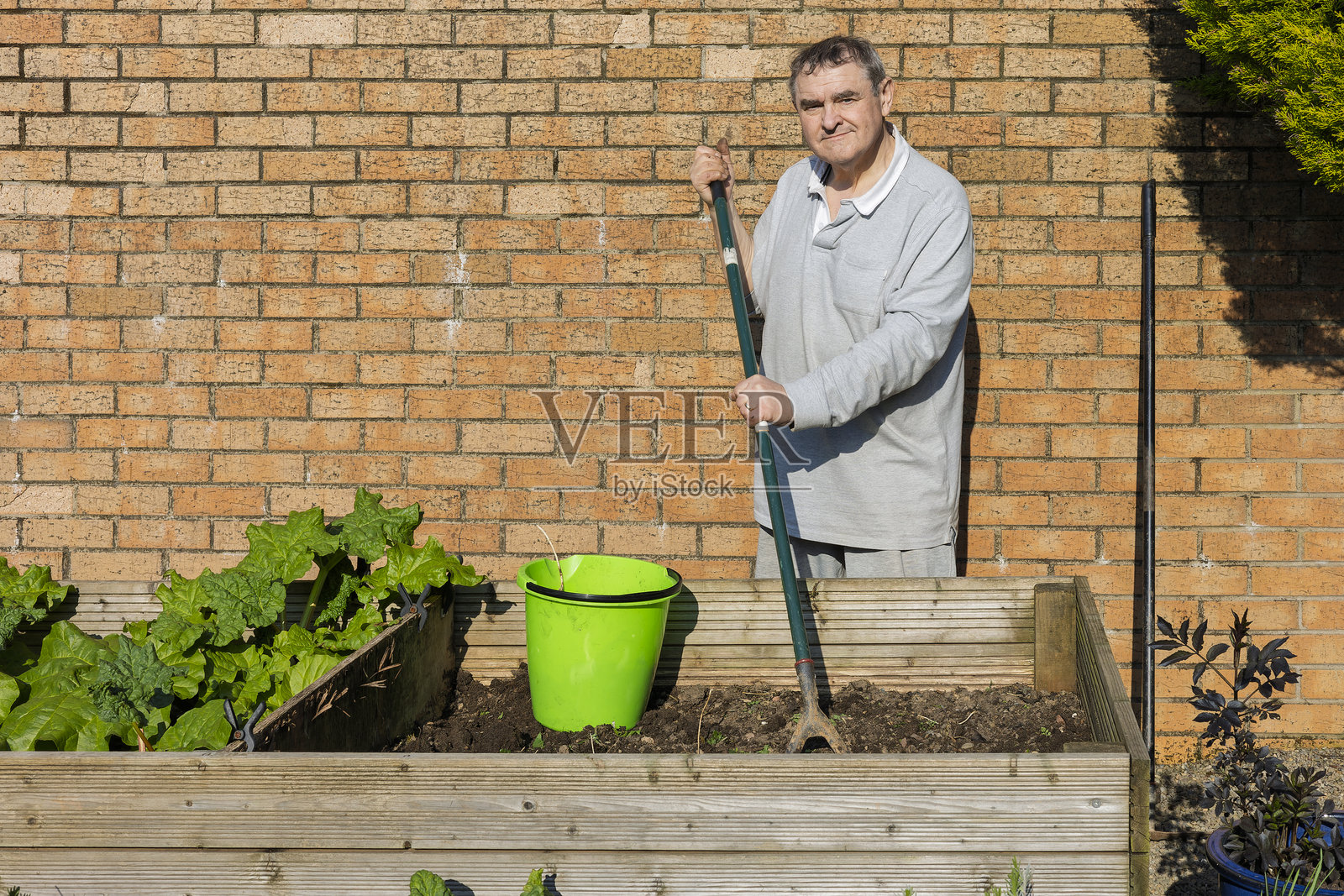 园丁在菜园中摆姿势，手持锄头，站在高起的菜床后面照片摄影图片
