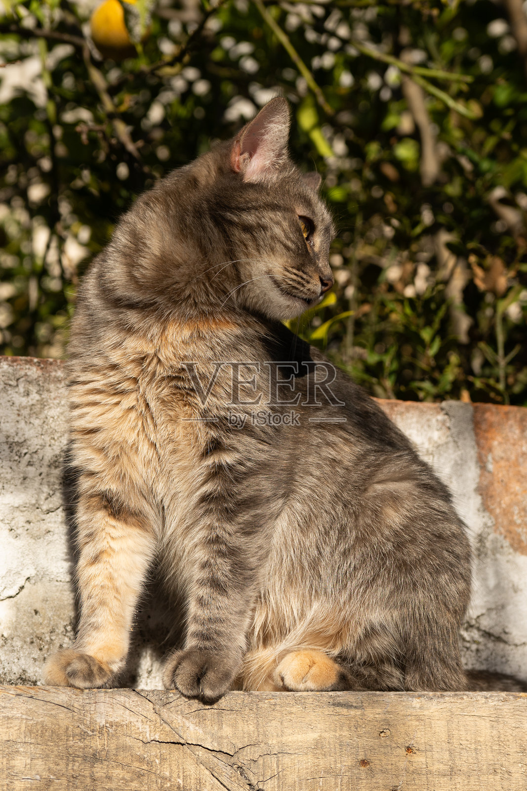 灰色虎斑猫，坐在墙顶上照片摄影图片