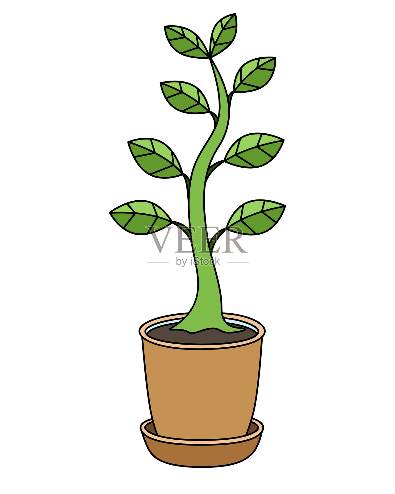 花盆里的室内植物，榕树 - 矢量全彩图片。插画图片素材