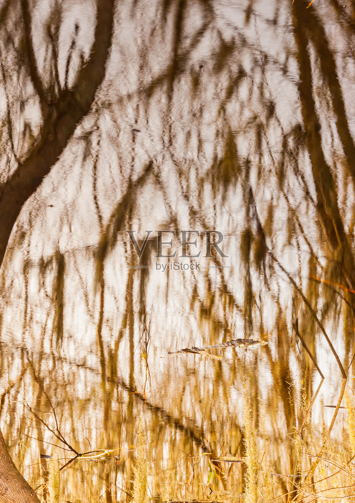 湿地上树木的倒影在溢洪道小径上照片摄影图片