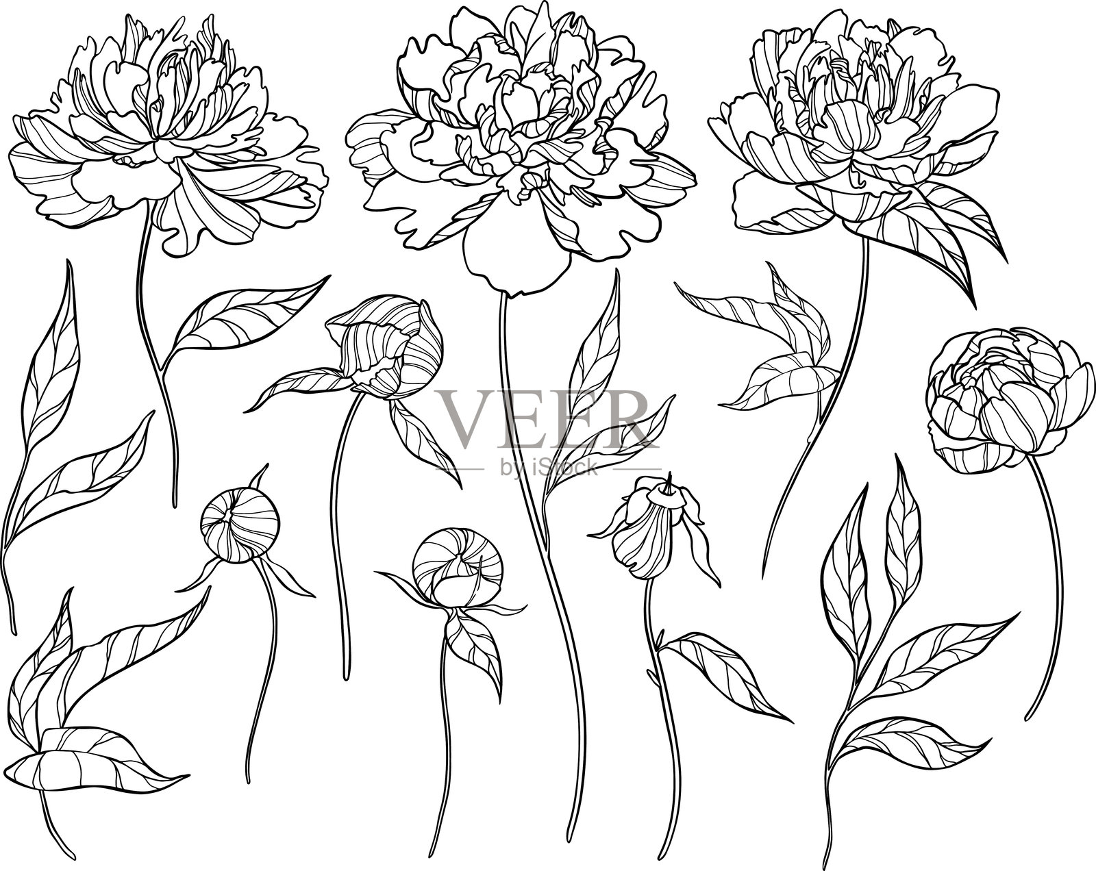 一组孤立的手绘丰盛牡丹矢量图。插画图片素材