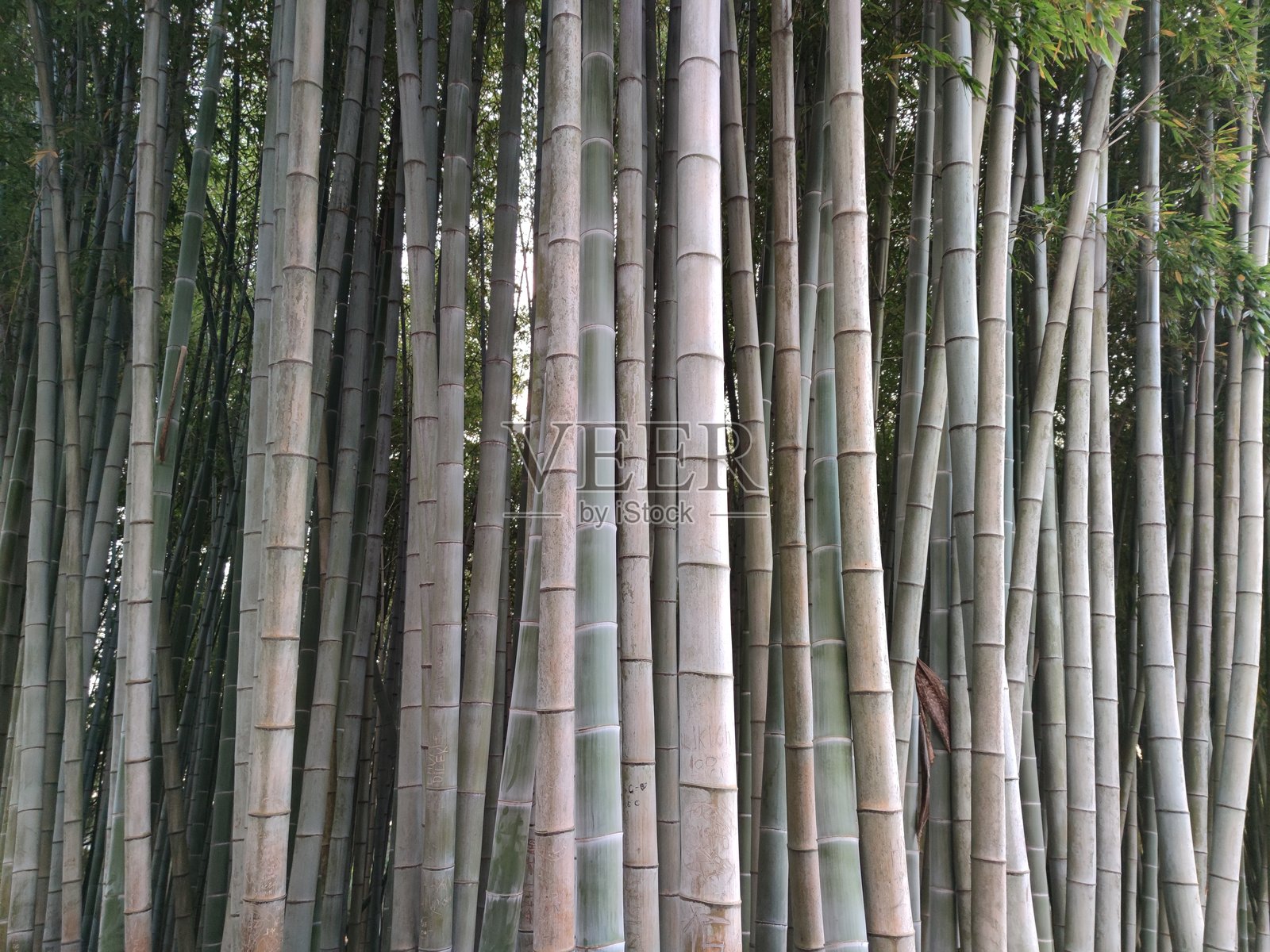竹林。自然中生长的竹子。竹子背景。照片摄影图片
